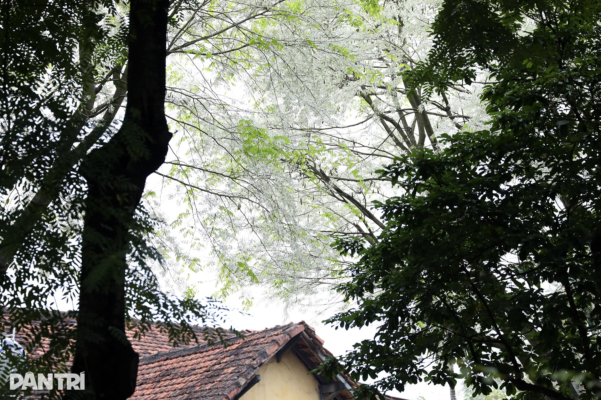 Hoa sưa nở trắng nhiều tuyến phố Hà Nội - 8 Hoa sưa nở trắng nhiều tuyến phố Hà Nội - 8