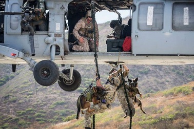 Quy trình đào tạo khắc nghiệt lực lượng khuyển đặc nhiệm của quân đội Mỹ