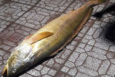 Con cá quý hiếm, định giá bằng vàng, người Trung Quốc lùng mua