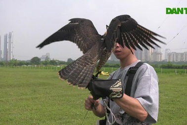 Chi hàng chục triệu đồng nuôi chim "trinh sát trên không"