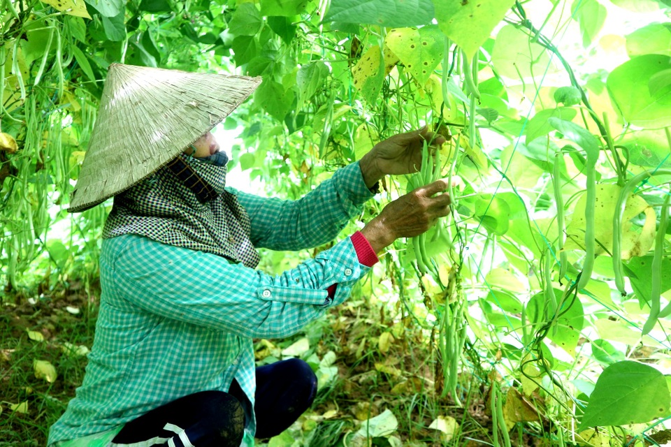Nông sản rớt giá, nông dân lo mất tết - 2 Nông sản rớt giá, nông dân lo mất tết - 2
