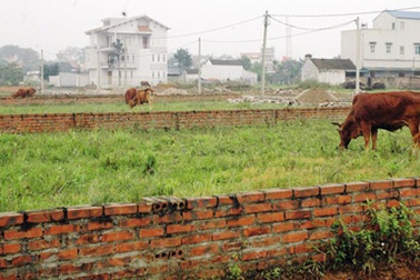 Trưởng ban giải phóng mặt bằng bán đất trên giấy