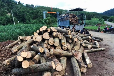 Người dân ồ ạt chặt bỏ cây "vàng trắng", chạy theo cây "tỷ đô"