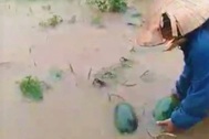 Nông dân khóc mếu đi vớt dưa hấu có khả năng mất trắng trước ngày thu hoạch