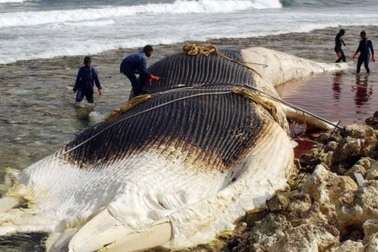 Cá voi dạt bờ có phải điềm báo thiên tai?