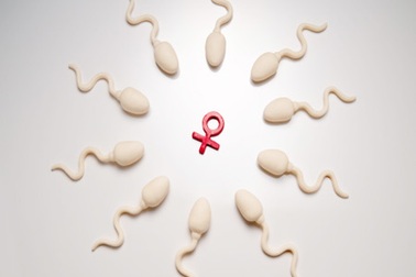 “Em bé từ đâu ra?”