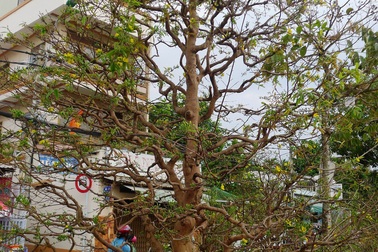 "Cụ" mai giá 300 triệu song hành "cháu" mai dáng bay độc đáo