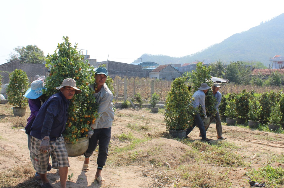 Phú Yên: Người lao động “còng lưng” kiếm tiền những ngày giáp Tết - 8 Phú Yên: Người lao động “còng lưng” kiếm tiền những ngày giáp Tết - 8
