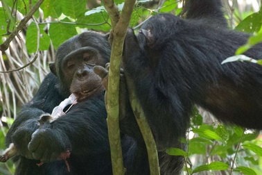 Loài tinh tinh có sở thích thức ăn rất tinh vi