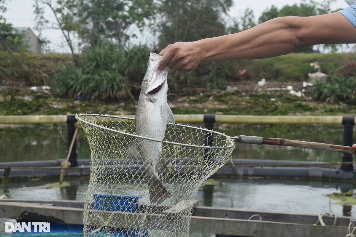 Rời Nhật Bản về quê, chàng trai tạo sự khác biệt trong nghề nuôi cá lồng - 6