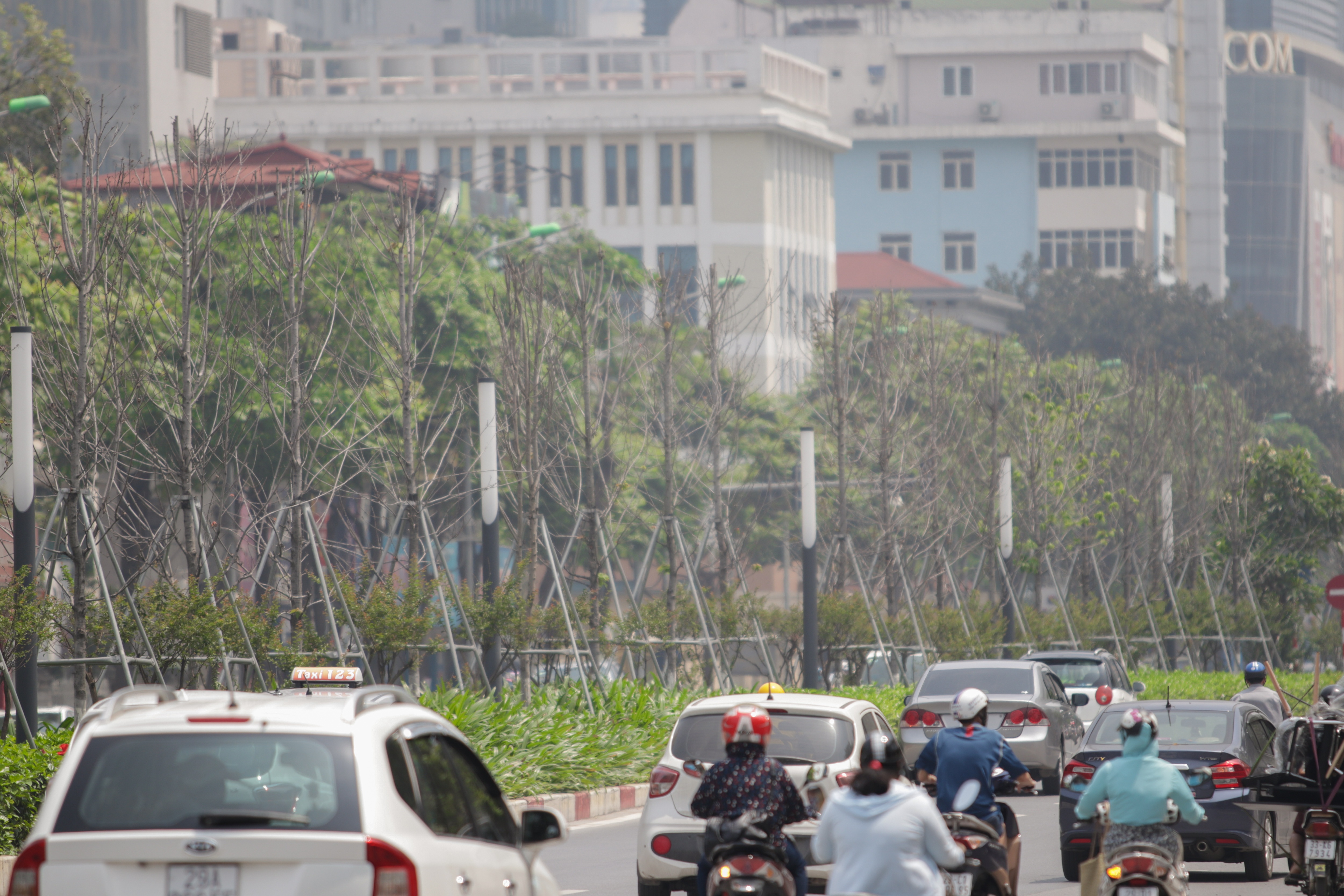 Nắng nóng thiêu đốt hàng trăm cây phong lá đỏ sống như chết khô - 18 Nắng nóng thiêu đốt hàng trăm cây phong lá đỏ sống như chết khô - 18