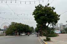 Sở Xây dựng Hà Nội nói về đề nghị di chuyển 55 cây ở phố Vũ Tuấn Chiêu