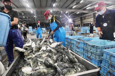 Nhật Bản lo ngại Trung Quốc cấm nhập khẩu hải sản