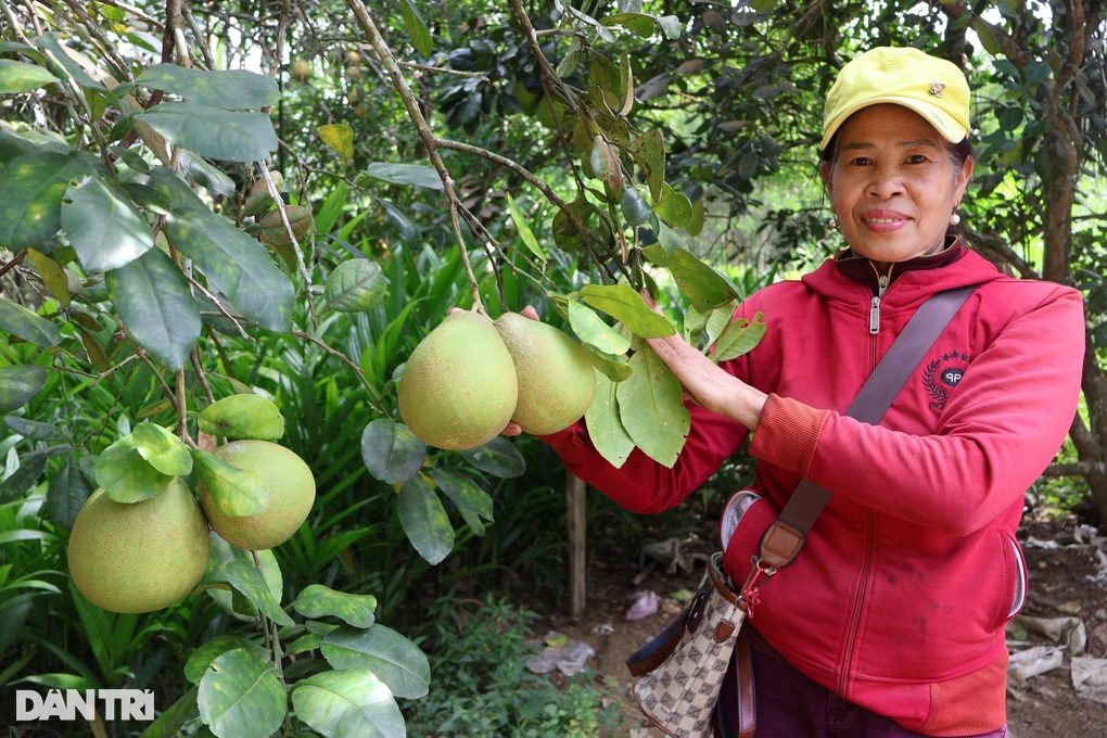 Thanh Trà Tiên Phước Điêu Đứng Vì Giá Rớt, Sản Lượng Giảm