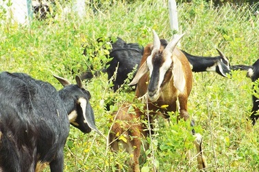 Đầu năm Ất Mùi tận thấy “sắc diện” và tản mạn về con dê