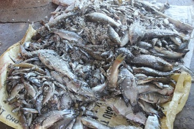 Quảng Trị: Cá chết hàng loạt trên sông Vĩnh Định