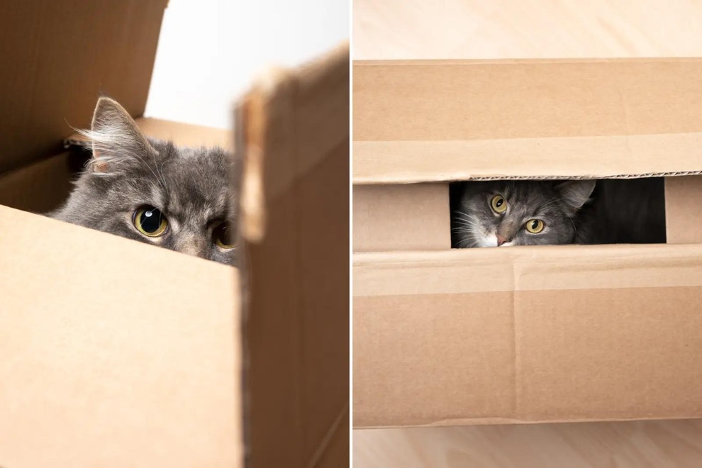 Vì sao mèo bị ám ảnh bởi hộp các tông? Thuyết tiến hóa có thể giải đáp - 2
