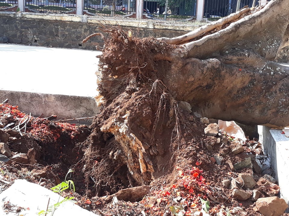 Cây phượng cao 10m bật gốc đổ giữa sân trường - 4 Cây phượng cao 10m bật gốc đổ giữa sân trường - 4