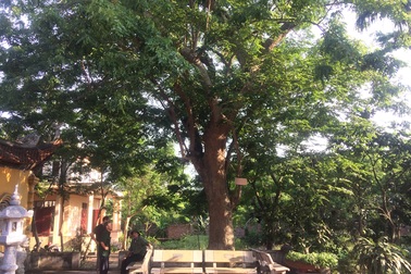 Vụ bán cây sưa 200 tuổi: Họ đã lừa dối dân làng như thế nào?