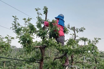 4 lao động thời vụ tại Hàn Quốc bỏ trốn: Nhiều hệ lụy để lại