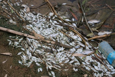 Cá tự nhiên lại chết hàng loạt ở khe Đá Mài