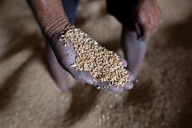 WB chi thêm 12 tỷ USD giải quyết cuộc khủng hoảng lương thực toàn cầu