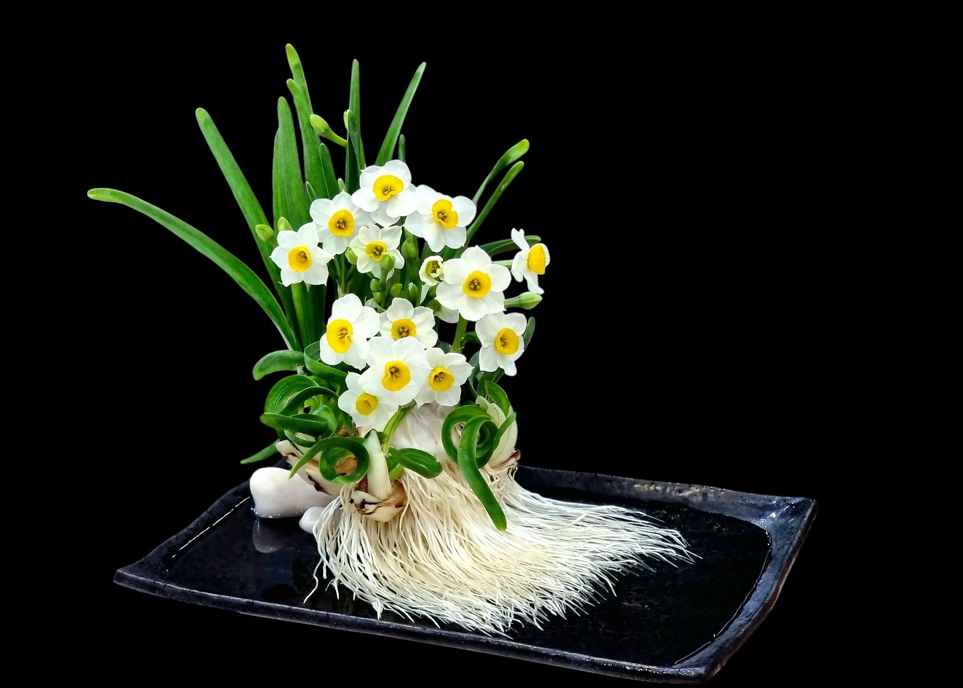 Kỳ công thú chơi hoa nhà giàu, canh thời gian nở đúng đêm giao thừa - 1