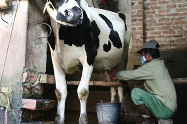 Tăng giá thu mua sữa tươi