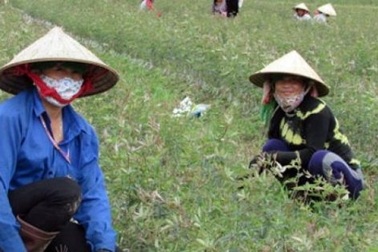 Vào hợp tác xã “bỗng dưng có lương”