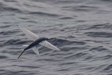 Hé lộ sự thật về loài "cá bay"