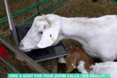 "Cái khó ló cái khôn": Kiếm bộn tiền vì cho thuê... dê dự họp online