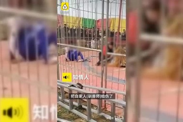 Thót tim nhìn cảnh hổ vồ người dạy thú ngay giữa buổi biểu diễn đông khách