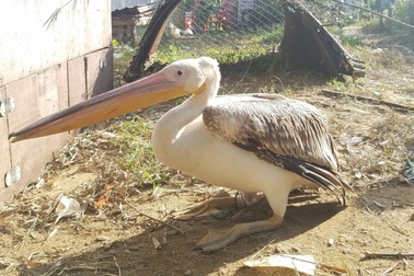 Bắt được 2 con chim lạ "khổng lồ", lông đổi màu theo mùa