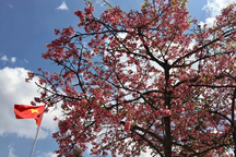 Rặng hoa anh đào 20 tuổi ở Sa Pa khoe sắc màu rực rỡ dưới nắng Xuân