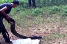 Khởi tố đối tượng vận chuyển rắn hổ mang chúa "khủng" nặng 21kg