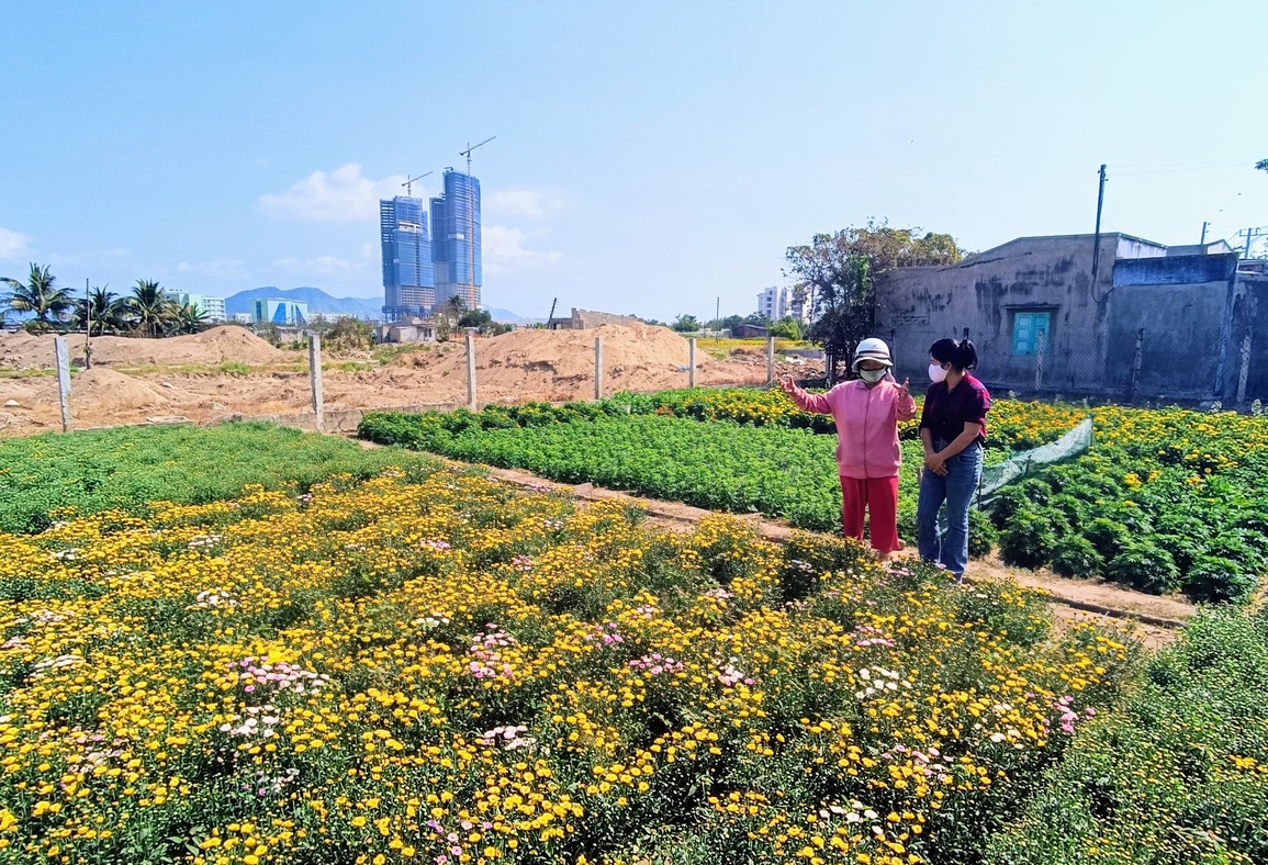 Tết cuối ở làng hoa Mỹ Bình trước khi nhường đất xây khu đô thị - 1 Tết cuối ở làng hoa Mỹ Bình trước khi nhường đất xây khu đô thị - 1