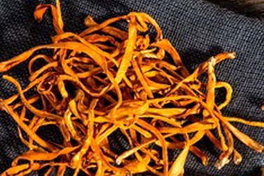 Vì sao đông trùng hạ thảo là dược thảo quý?