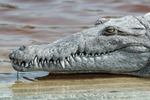 Dấu ấn 2023: Hành vi kỳ lạ của động vật khiến giới khoa học bất ngờ