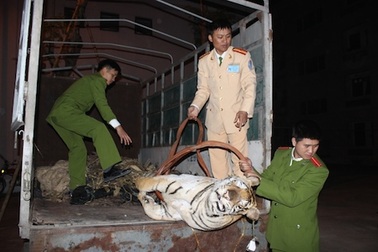 Phát hiện xác hổ 120kg trên xe tải