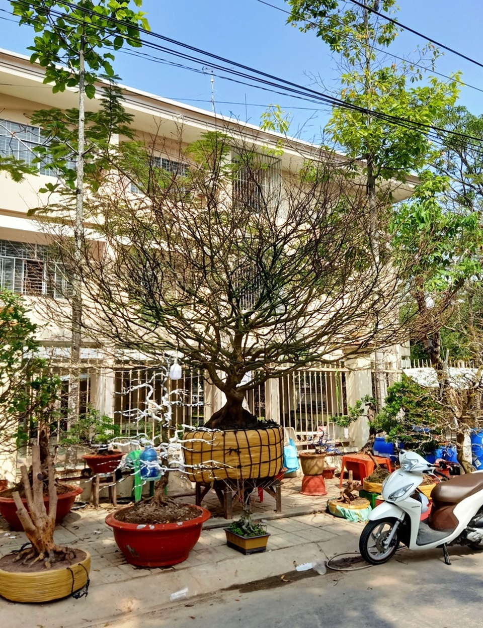 Hoa mắt với cây mai có tán rộng hơn căn nhà 6m, giá 1 tỷ đồng - 2 Hoa mắt với cây mai có tán rộng hơn căn nhà 6m, giá 1 tỷ đồng - 2