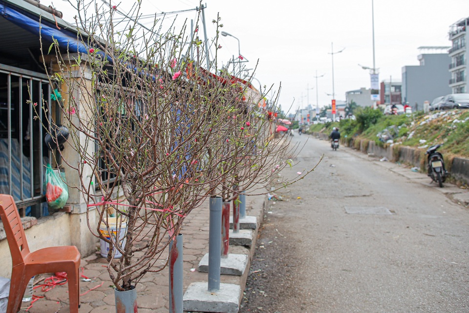 Ngắm đào Nhật Tân xuống phố khoe sắc sớm - 2 Ngắm đào Nhật Tân xuống phố khoe sắc sớm - 2