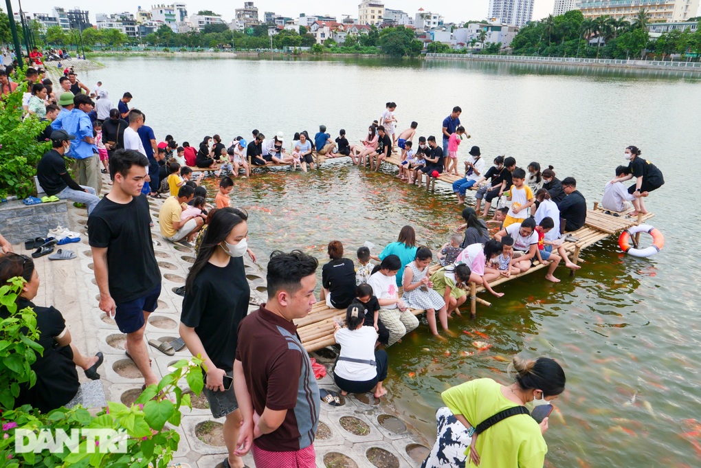 Hà Nội: Yêu cầu di dời 8 tấn cá koi ra khỏi hồ Đầm Đông - 1 Hà Nội: Yêu cầu di dời 8 tấn cá koi ra khỏi hồ Đầm Đông - 1