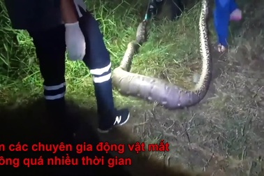 Trăn gấm cỡ lớn, dài hơn 5m nuốt chửng chó nhà