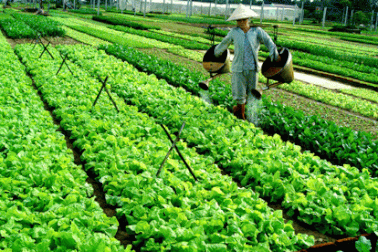 Tổng đài tư vấn... rau sạch 