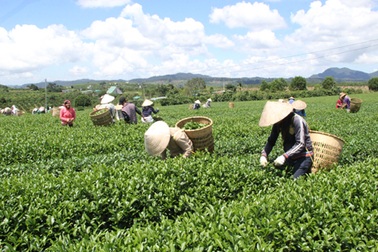 Chè Lâm Đồng đạt tiêu chuẩn xuất khẩu sang châu Âu, Đài Loan