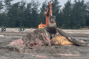 Một phần xác cá voi trôi dạt vào bờ biển Nghệ An