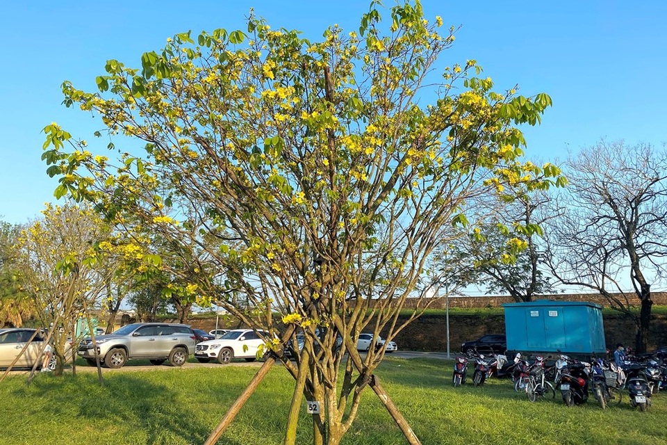Cung đường Hoàng mai rực rỡ một góc trời kinh thành Huế - 10