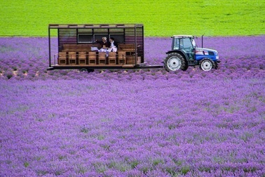 Không chỉ hanami, Nhật Bản còn có nhiều lễ hội hoa rực rỡ "gây thương nhớ"