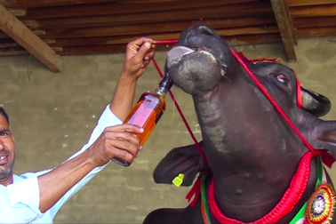 Chú bò “sang chảnh” thích uống whisky, được định giá đắt nhất thế giới