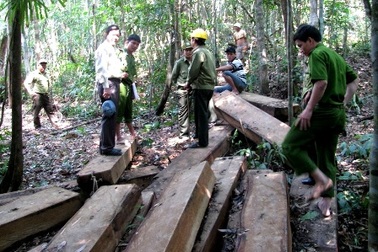 Phát hiện hơn 14m3 gỗ vô chủ trong rừng đặc dụng